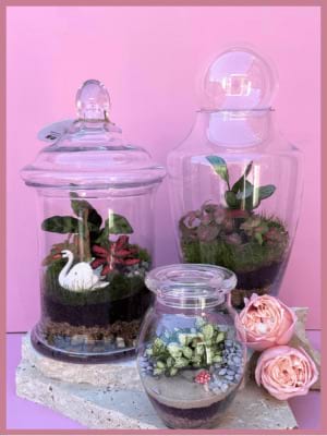 Terrariums