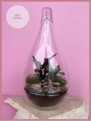 Terrarium Deluxe