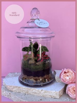 Terrarium Standard