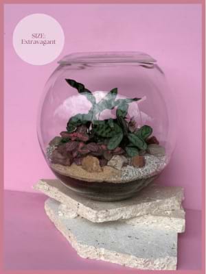 Terrarium Extravagant