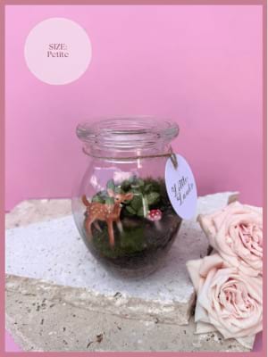 Terrarium Petite