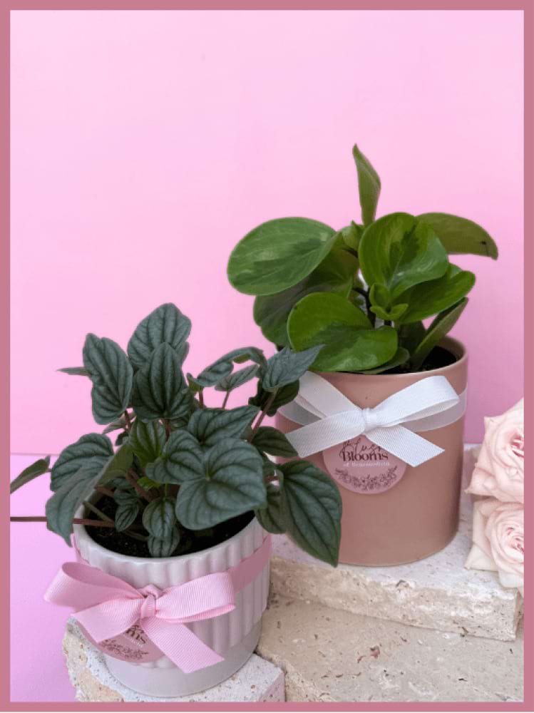 Indoor Greenery Plant